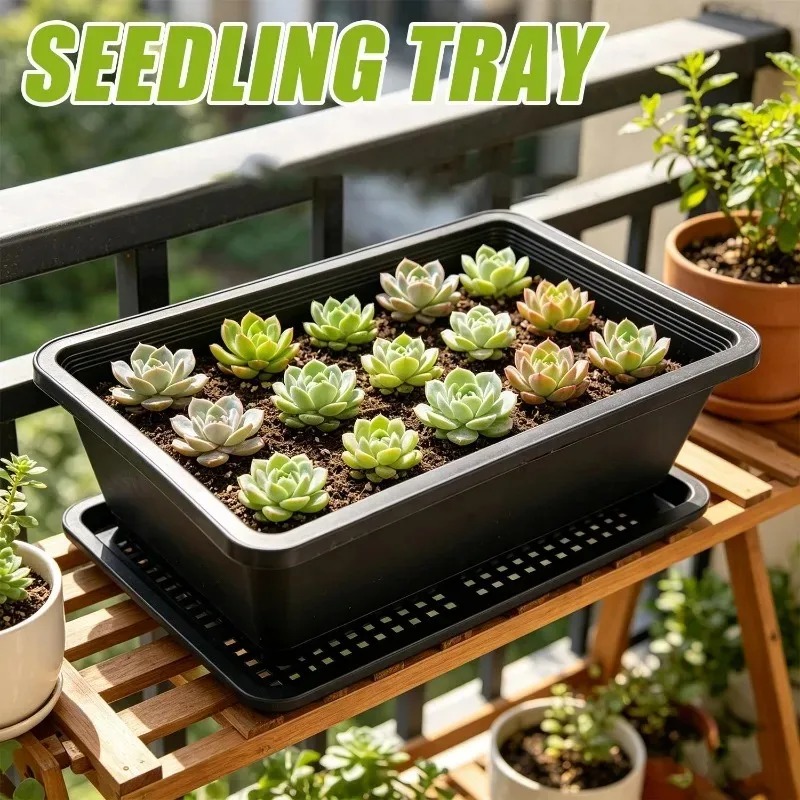 Succulent Plants Seedling Tray – Food Storage Plants Bewertung und Preis