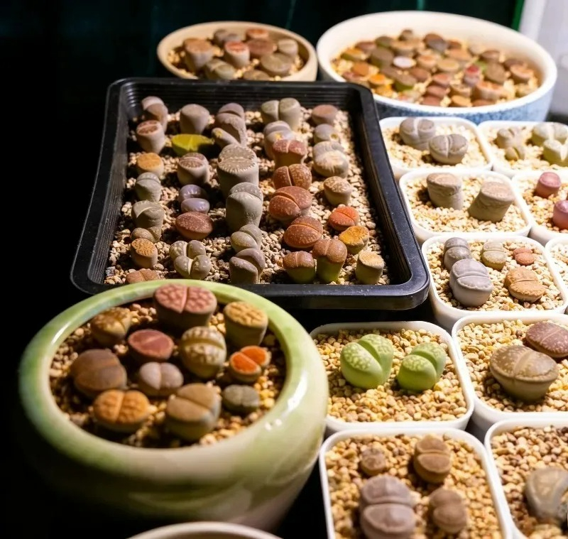 Succulent Plants Seedling Tray – Food Storage Plants Bewertung und Preis