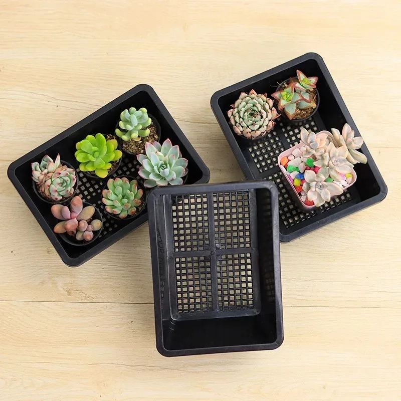 Succulent Plants Seedling Tray – Food Storage Plants Bewertung und Preis
